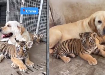 A Labrador Dog preaching Love by Nursing the Tiger Cubs is getting viral on internet