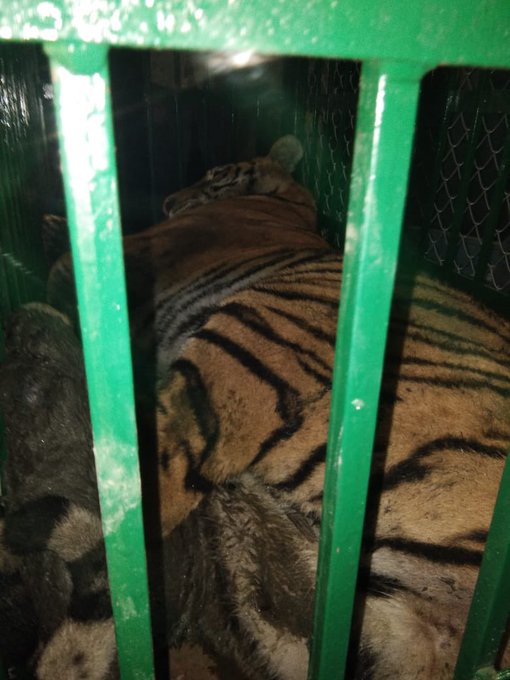 ws_tiger