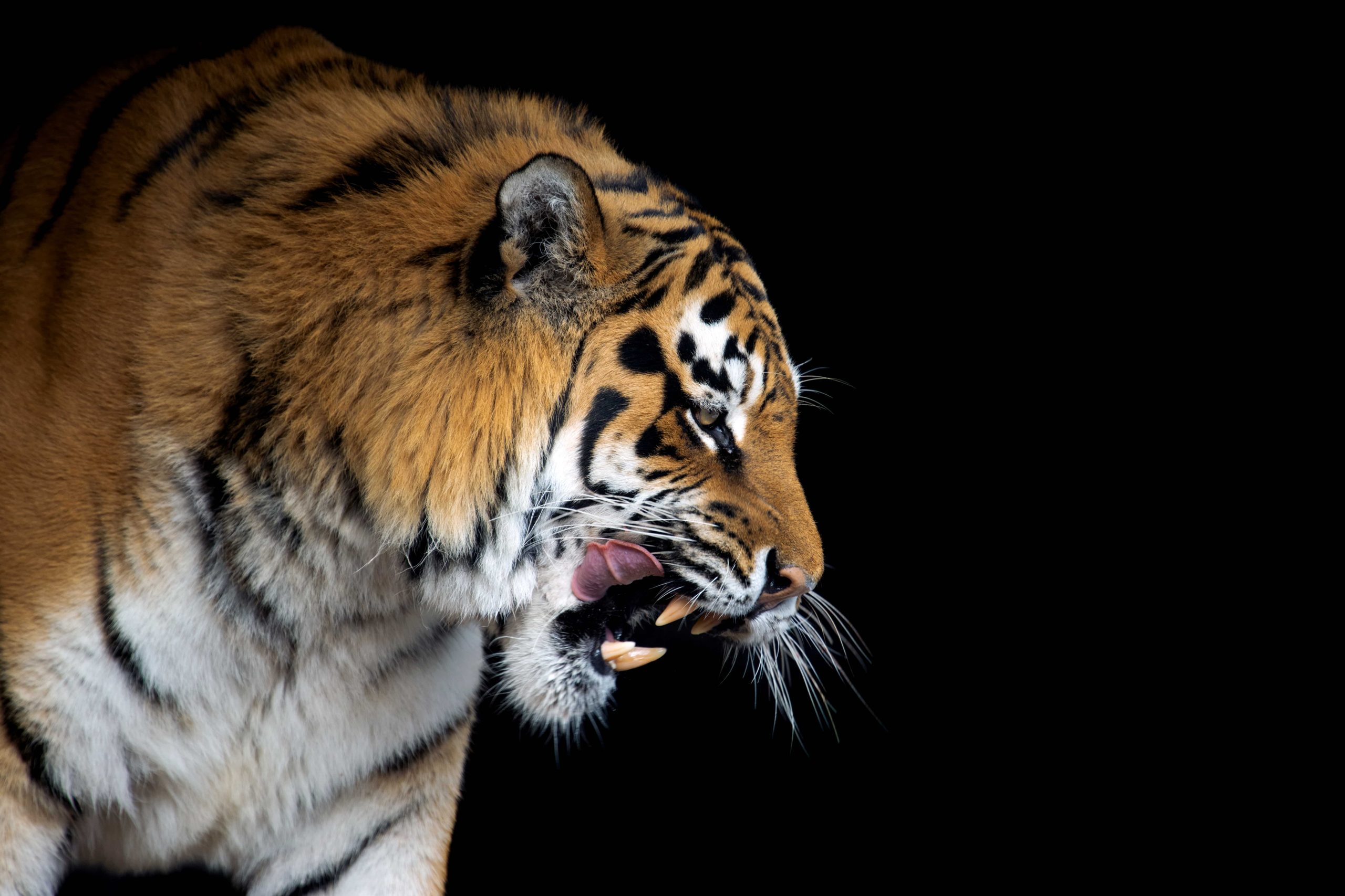 ws_tiger-portrait-on-black-background-2022-02-02-03-47-41-utc-min