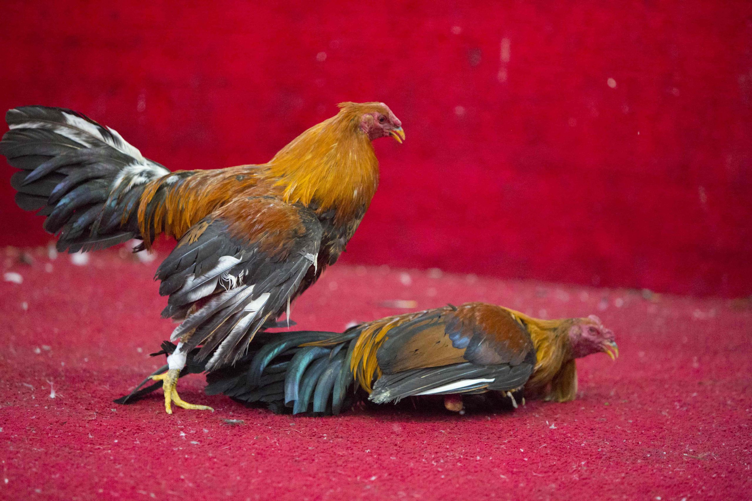 ws_cockfight-in-ecuador-popular-sport-and-tradition-2021-08-26-17-19-51-utc-min
