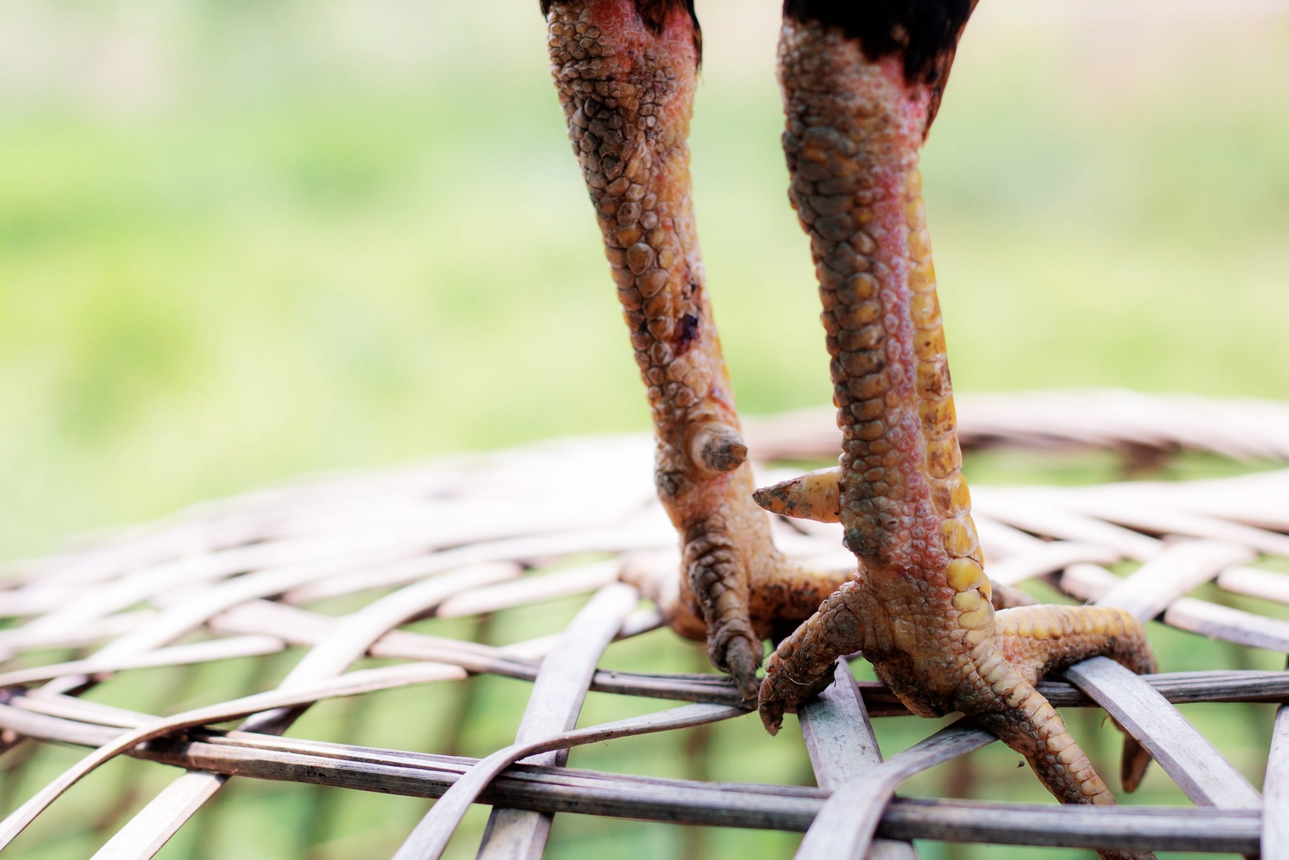 ws_legs-of-chicken-on-cages-2022-08-11-18-57-54-utc-min