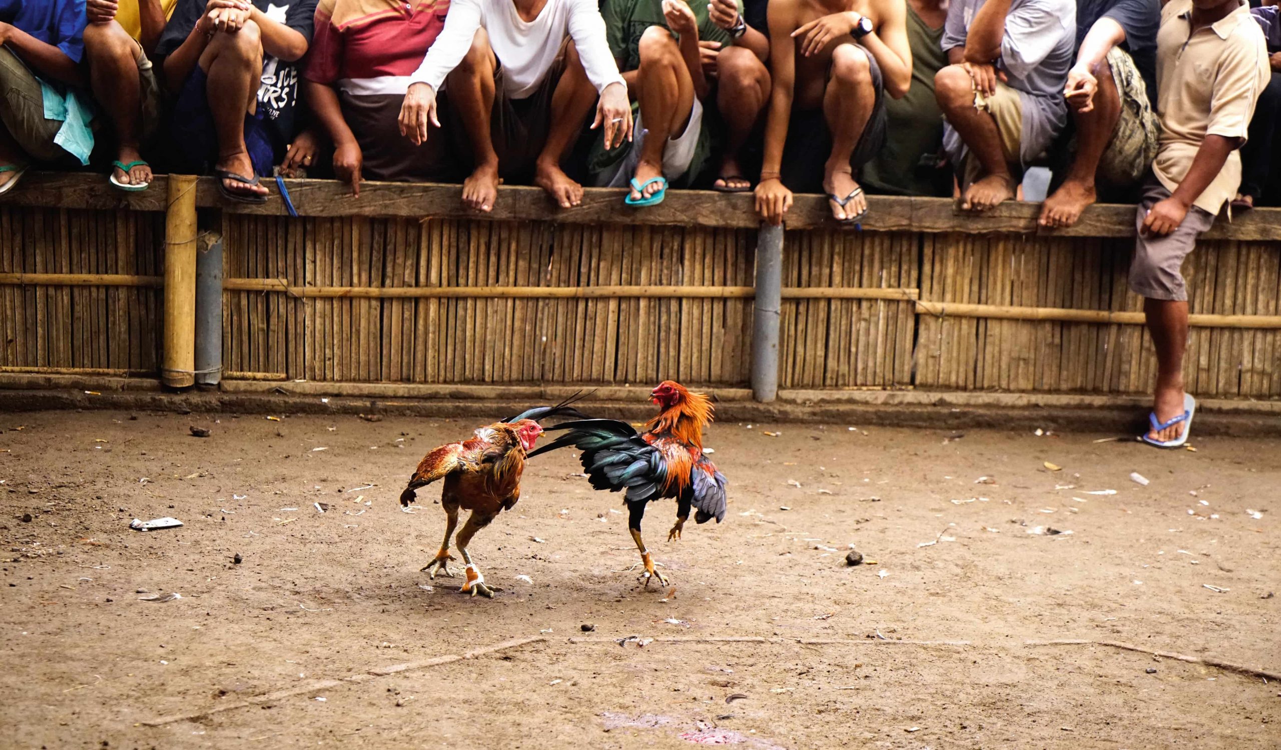 ws_two-black-brown-colored-roosters-having-a-cockfigh-2022-11-10-17-49-03-utc-min