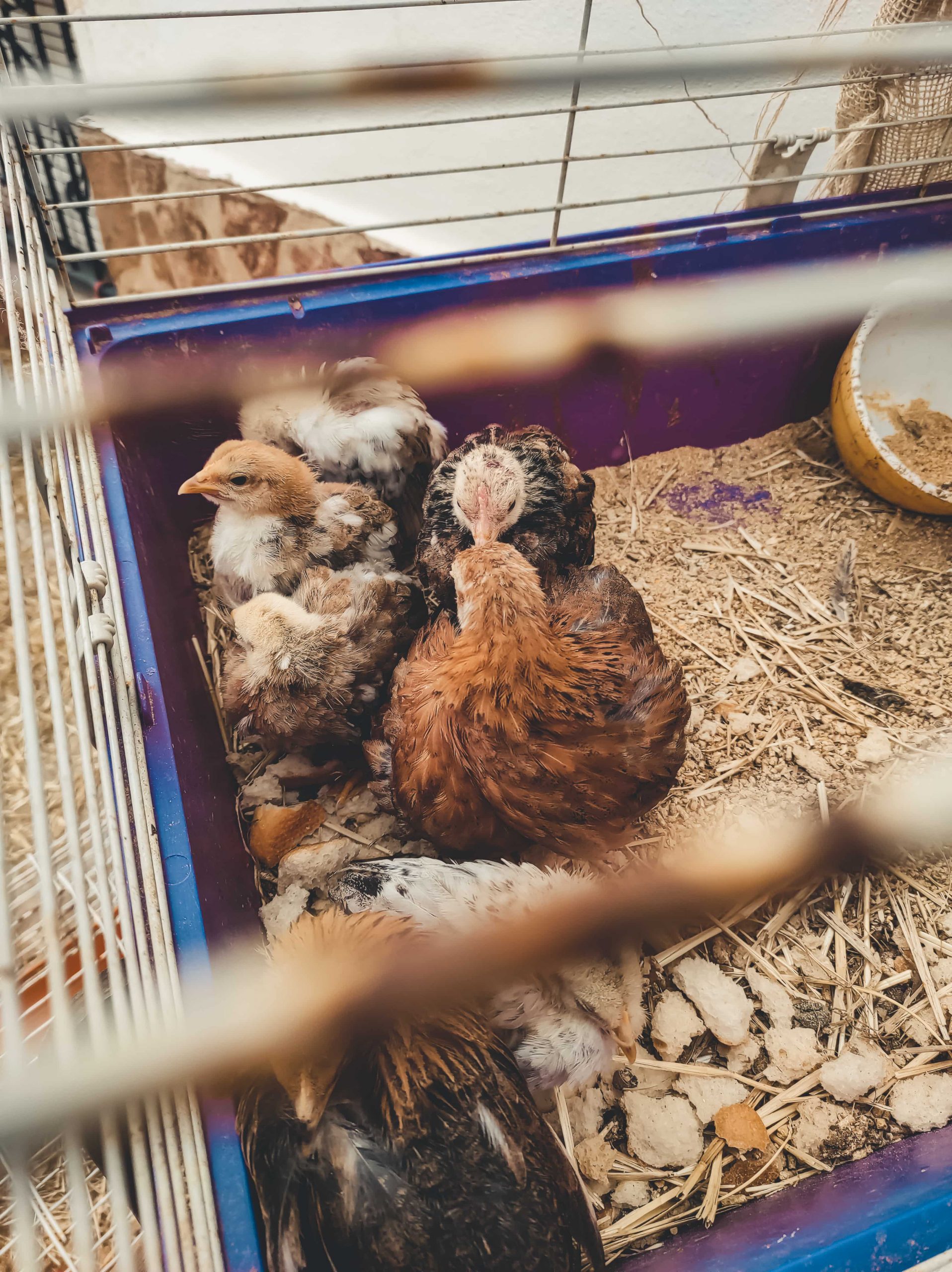 ws_baby-chicken-trapped-in-a-jail-2021-08-30-05-56-14-utc-min