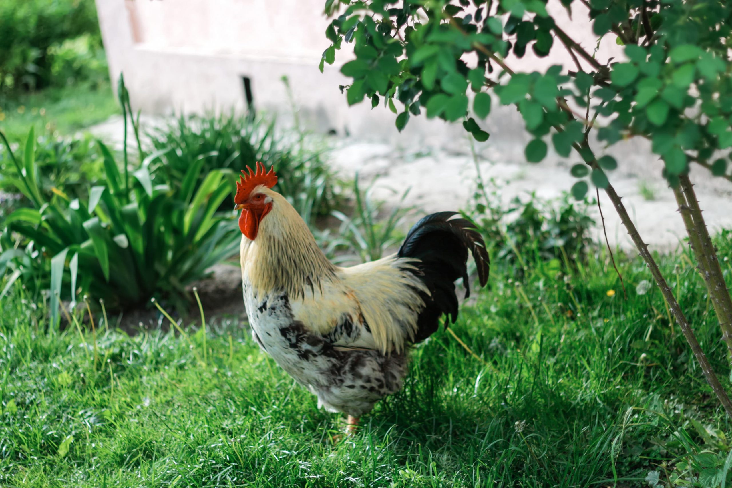 ws_defocus-rooster-chicken-on-a-green-nature-backgrou-2022-12-09-00-32-18-utc-min