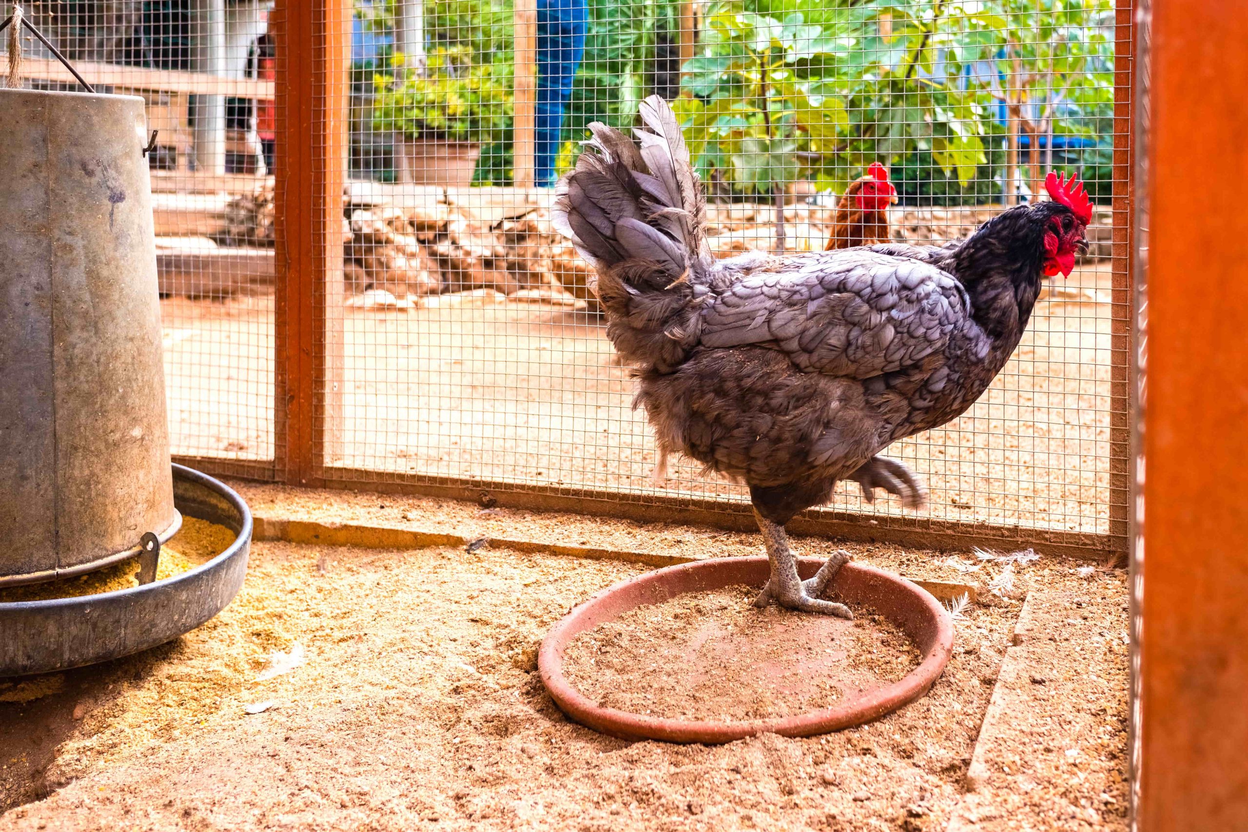 ws_hen-locked-in-a-cage-in-a-rural-home-garden-2022-05-04-01-08-18-utc-min