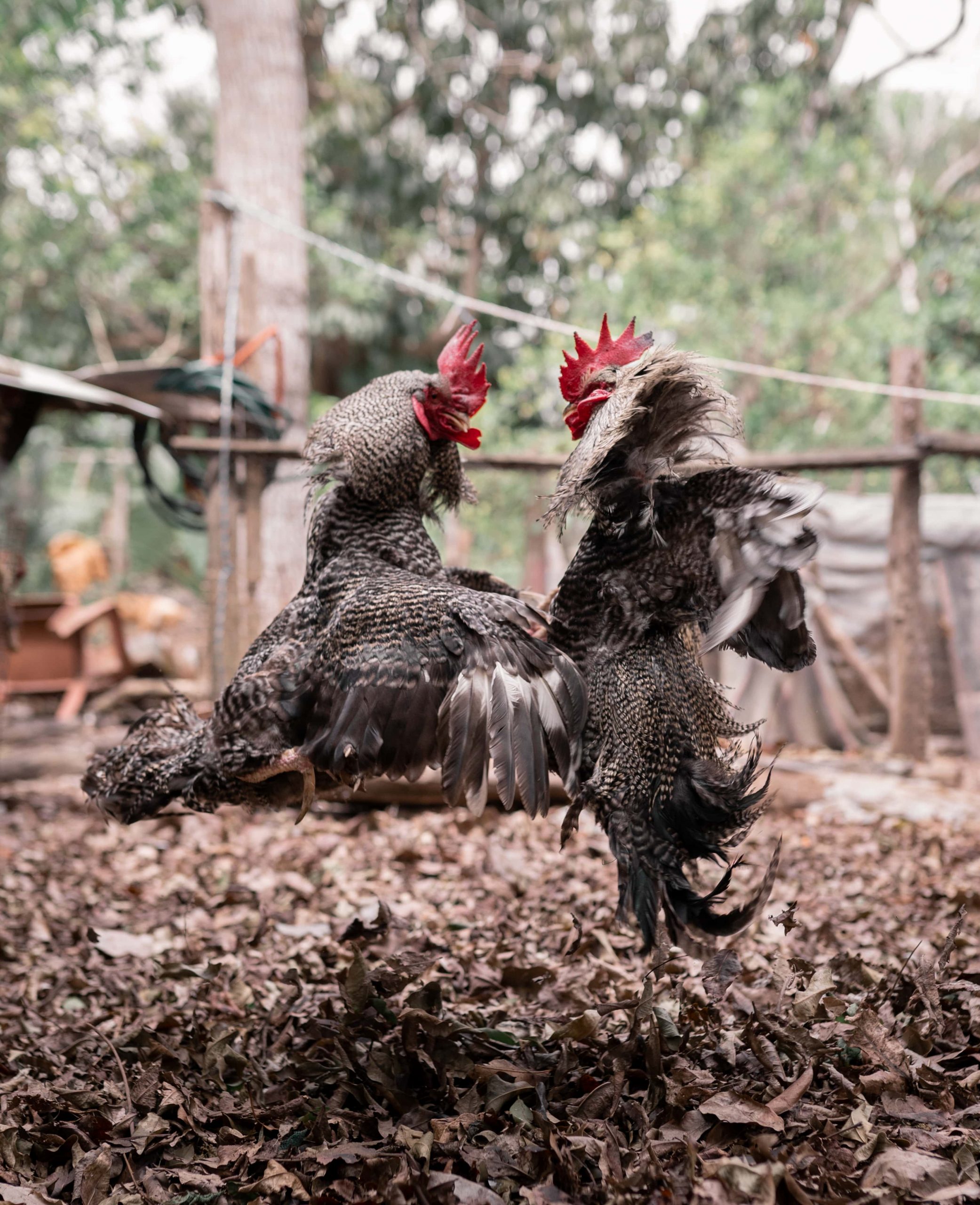 ws_two-roosters-are-fighting-in-the-air-in-a-mexican-2022-05-17-05-38-51-utc-min