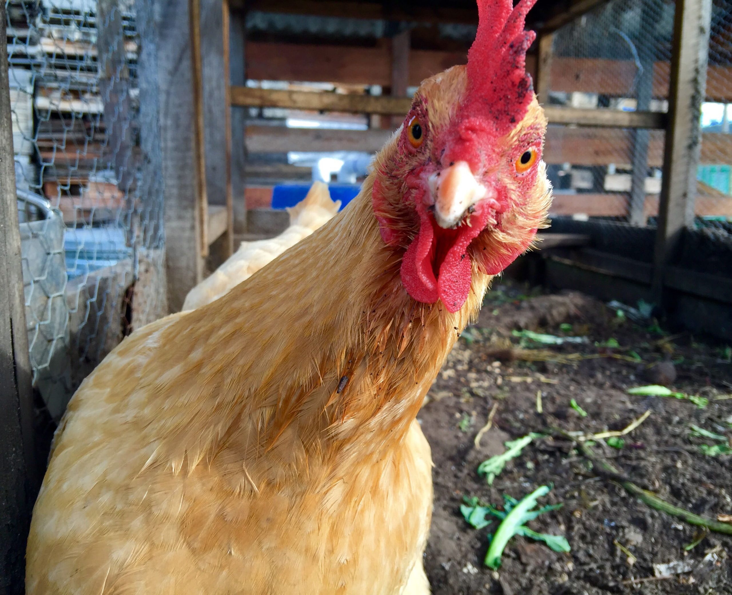 ws_farm-bird-cock-2022-11-16-19-09-01-utc-min