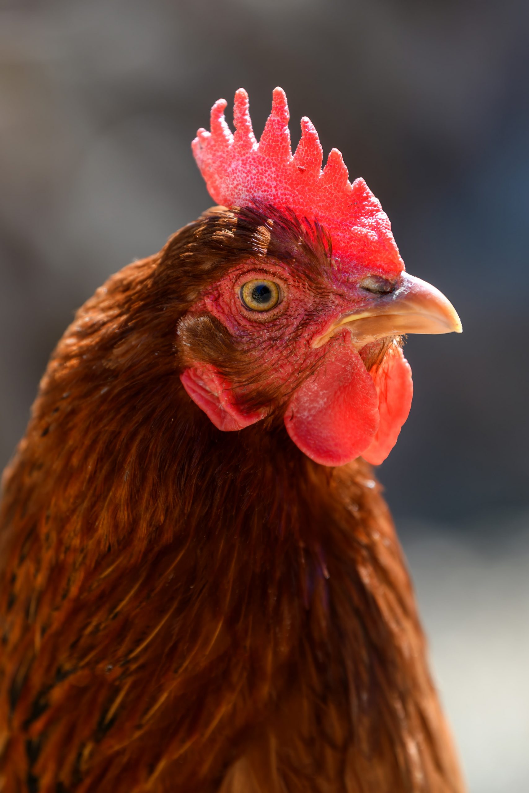 ws_portrait-chicken-on-the-farm-poultry-concept-2022-04-09-07-45-17-utc-min