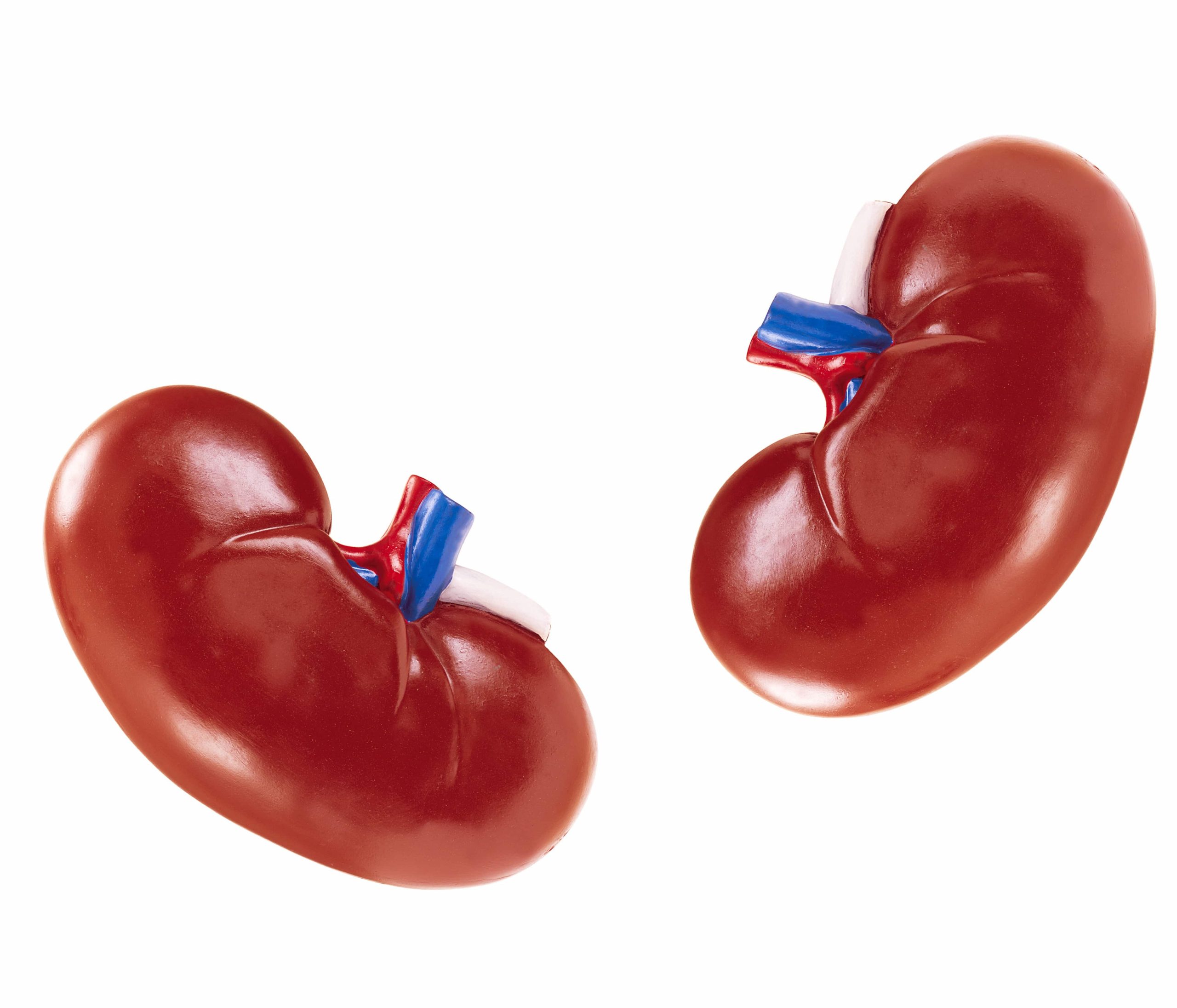 ws_artificial-kidney-2022-10-22-22-21-43-utc-min