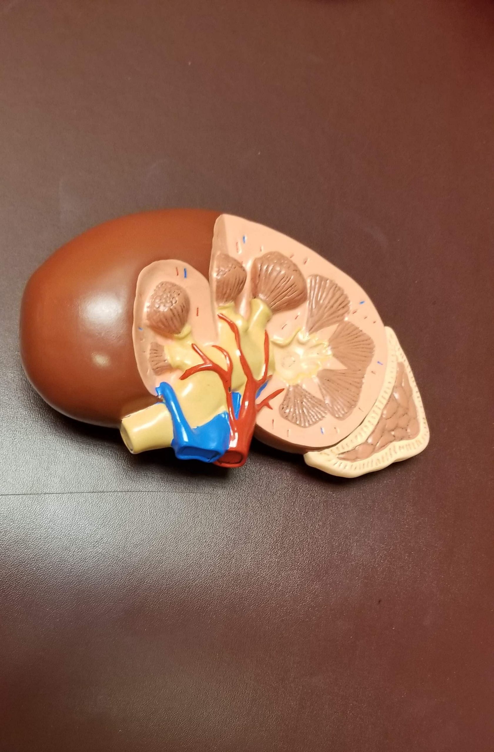 ws_human-kidney-nephrology-march-is-kidney-month-m-2022-11-08-05-25-25-utc-min