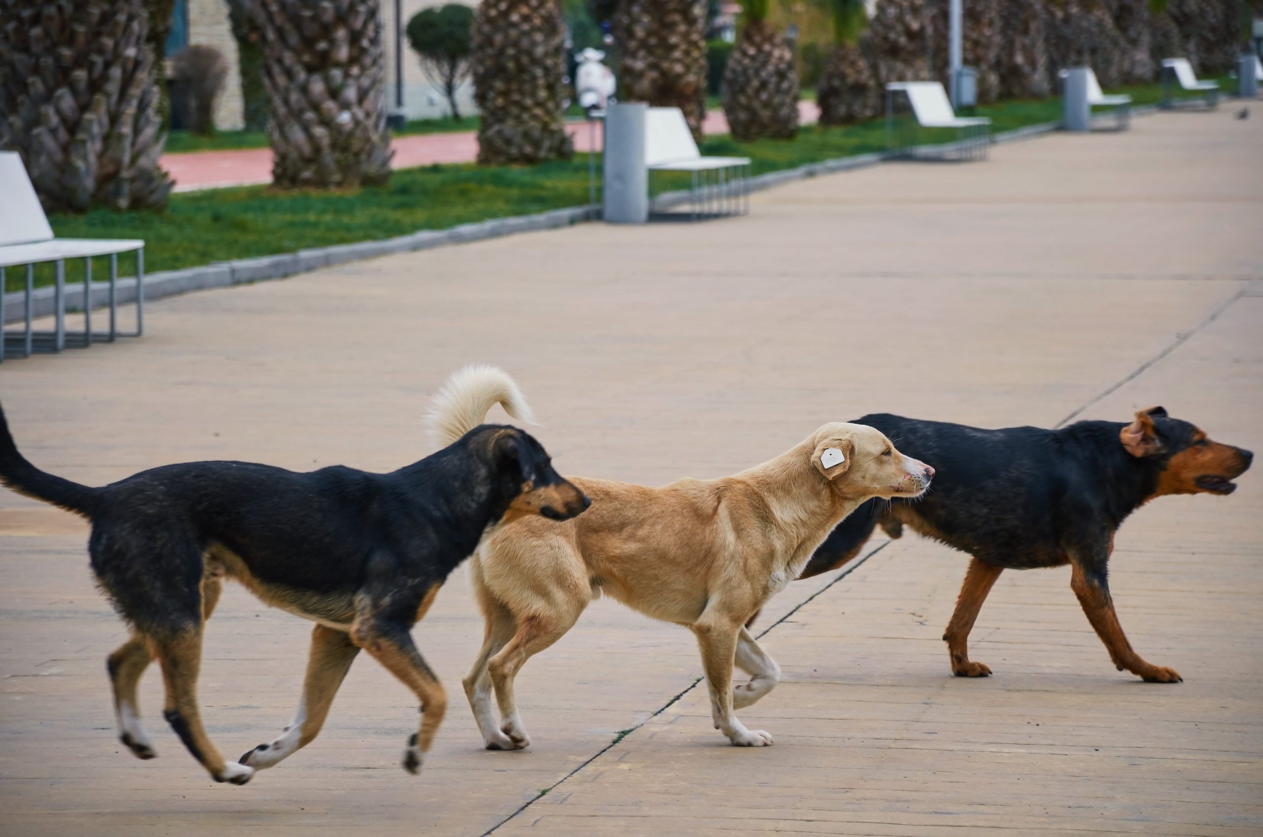 ws_group-of-stray-dogs-2022-11-01-04-34-42-utc-min