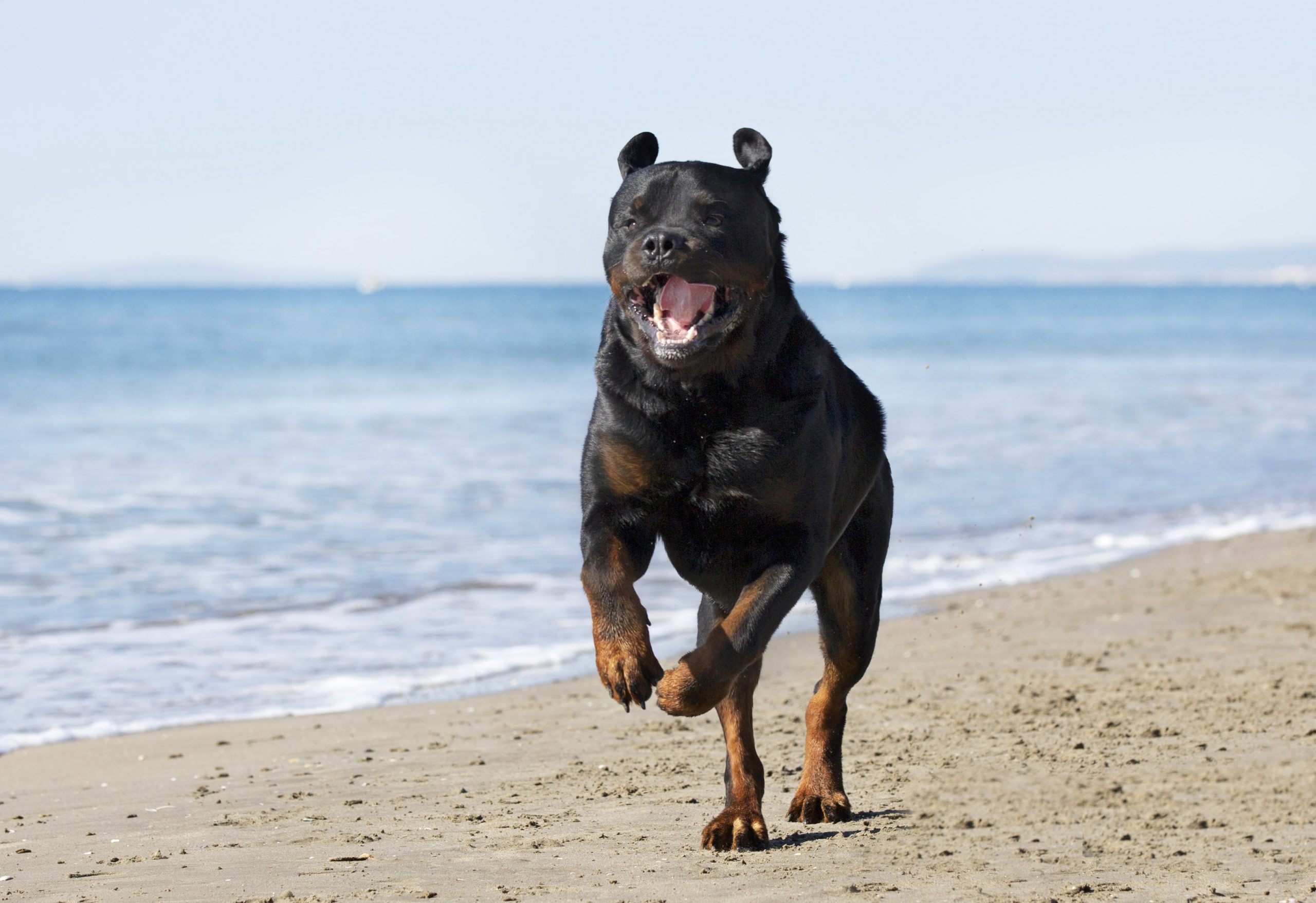 ws_rottweiler-on-the-beach-2021-08-26-17-35-52-utc-min