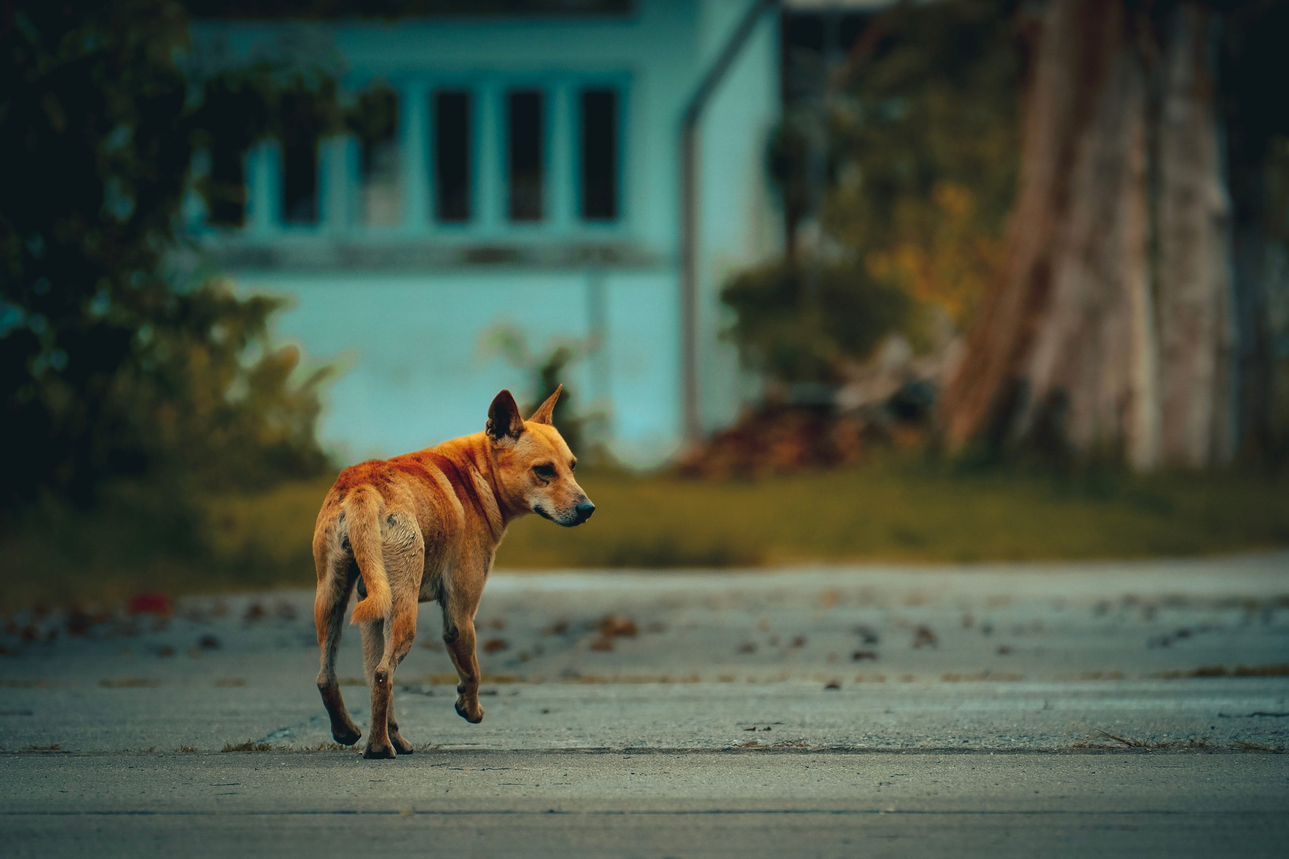 Selective of a stray dog on the street
