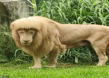 Lion’s New Hairstyle is going Viral on Social Media. Check out viral video