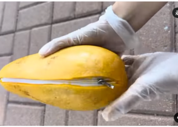 What Mango fruit with a Zip? Yes its going Viral on Social Media