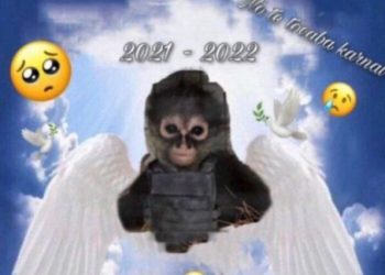 Despite wearing a bulletproof vest, a monkey was shot and killed during a police encounter