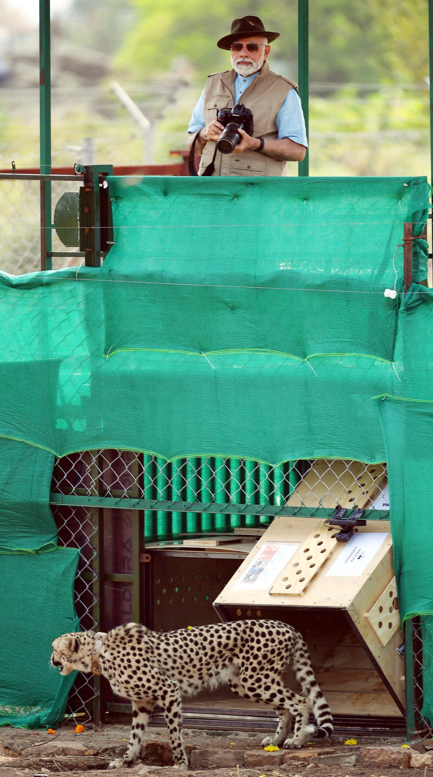 Narendra Modi releases wild Cheetahs in Kuno National Park