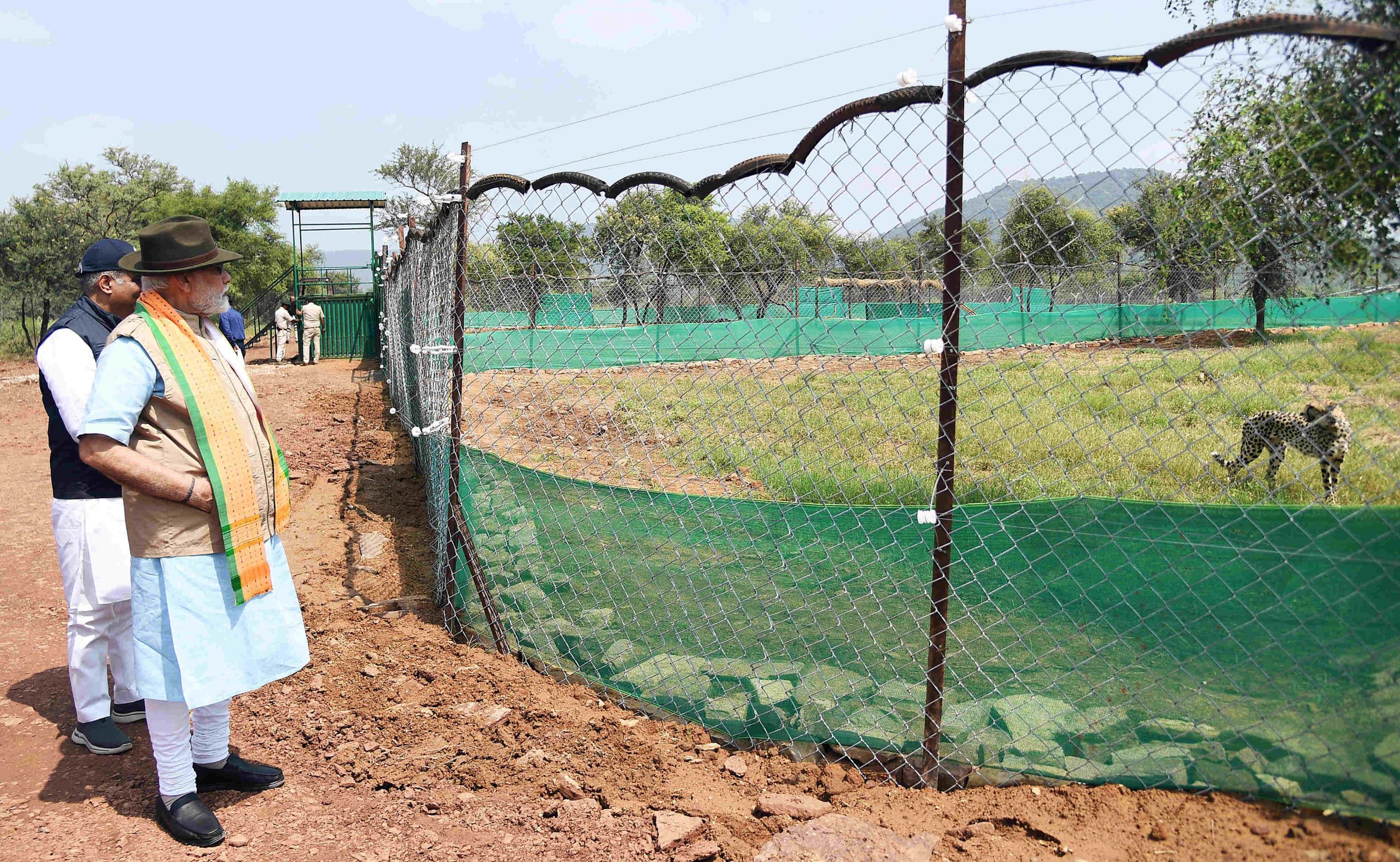 Narendra Modi releases the cheetahs at Kuno National Park