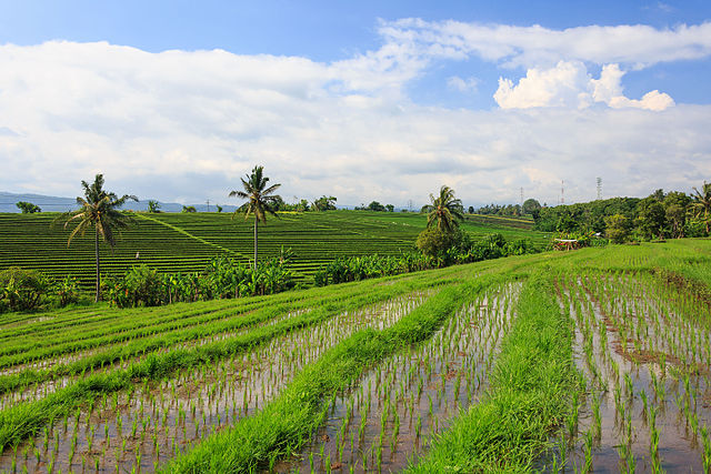 640px-Tabanan-Regency_Indonesia_Rice-paddies-05