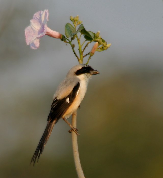 ws_640px-Long-tailed_Shrike_(Lanius_schach)_on_Ipomoea_carnea_W_IMG_6121